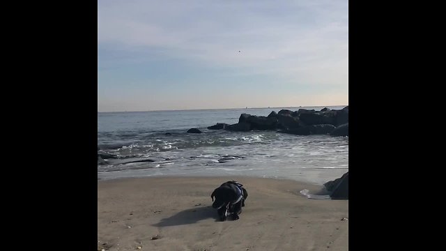 Needy dog photobombs owner's scenic video