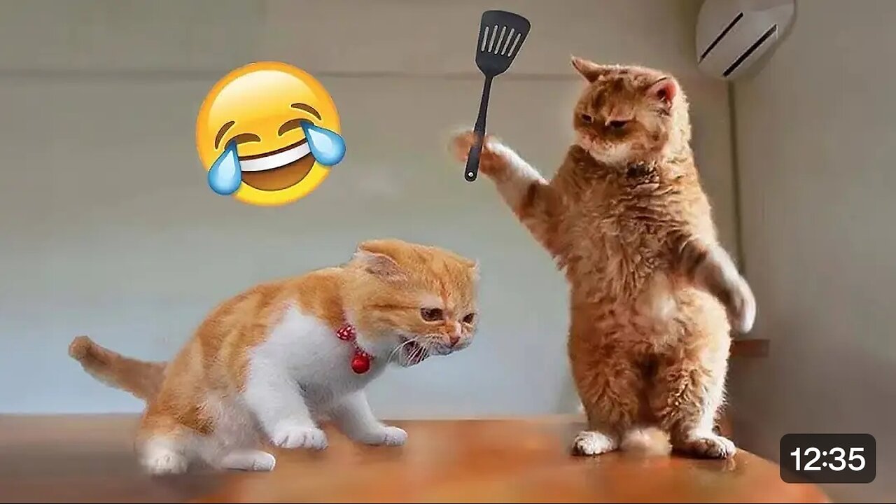 Funniest 😂🤣 Dog 🐕 & 🐈 Cat fighting Moments