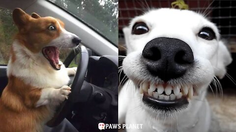 Cute and Funny Dog Videos Compilation 🐾