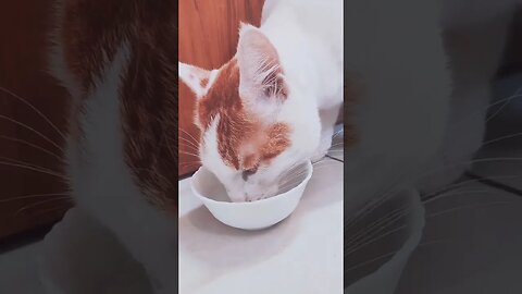 cat eating bone Broth