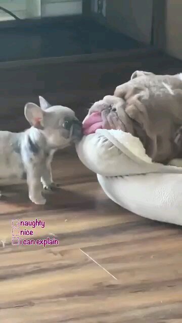 Funny yum yum cute dogs