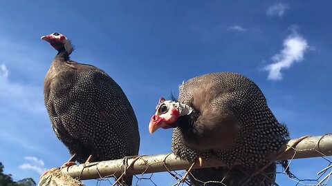 Guinea fowl on a clear winter day in Australia