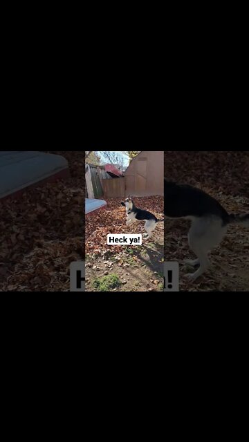 Maple Plays Fetch With Herself #shorts #shepsky #doggo #onemanshow