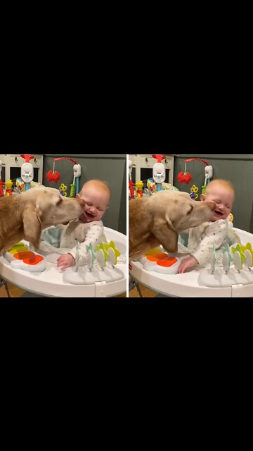 Elderly Dog Gives Baby Kisses In Special Viral Video