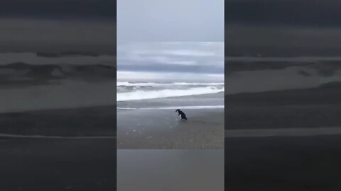 Funny Animals