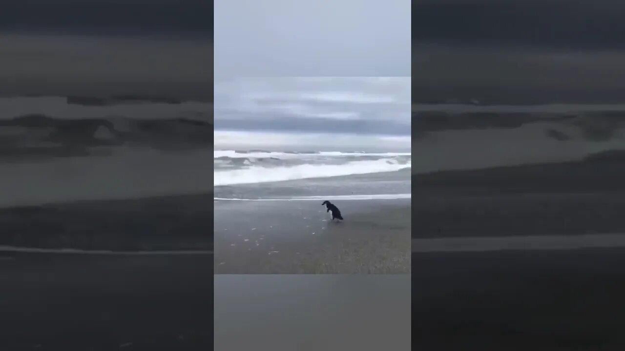 Funny Animals
