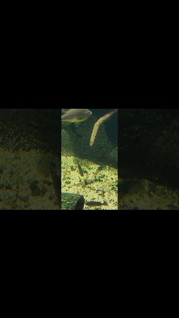 Sunfish and turtles Pineknoll shores aquarium