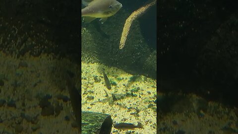 Sunfish and turtles Pineknoll shores aquarium