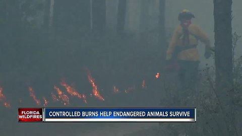 Controlled burns helping people and endangered animals survive