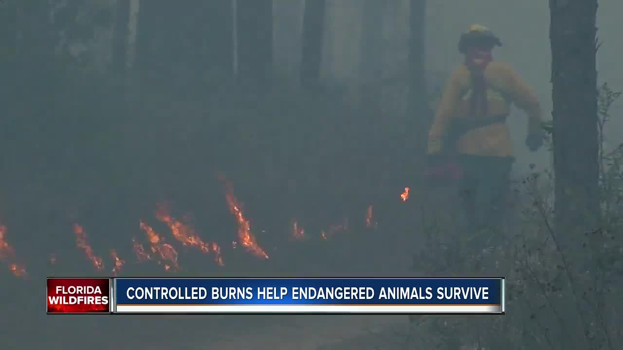 Controlled burns helping people and endangered animals survive