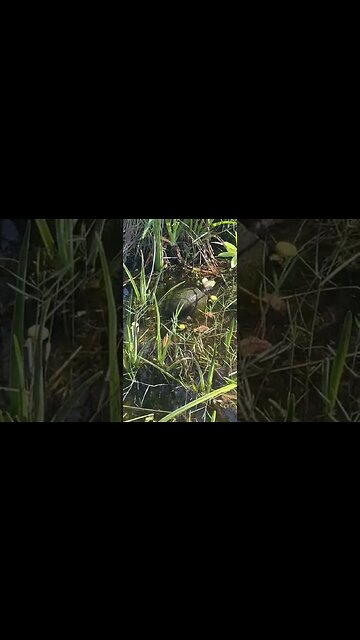 A turtle eating an apple part 1 | Animals in Natural Habitat #stepS2success #get2steppin