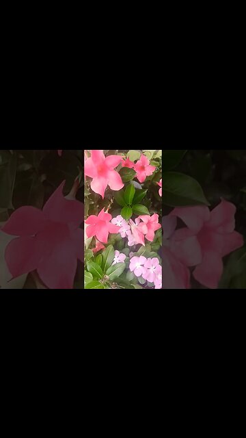 To All The Beautiful Men and Women in the World. Xxy.# nature#people#flowers#shorts