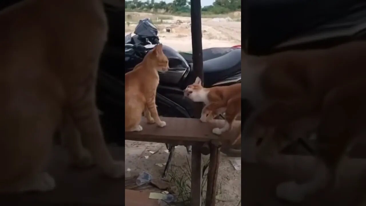 Cute and funny cat videos/#kitten #cat #kitty #funny kitten #funnycat #trending #shorts #tiktok (3)