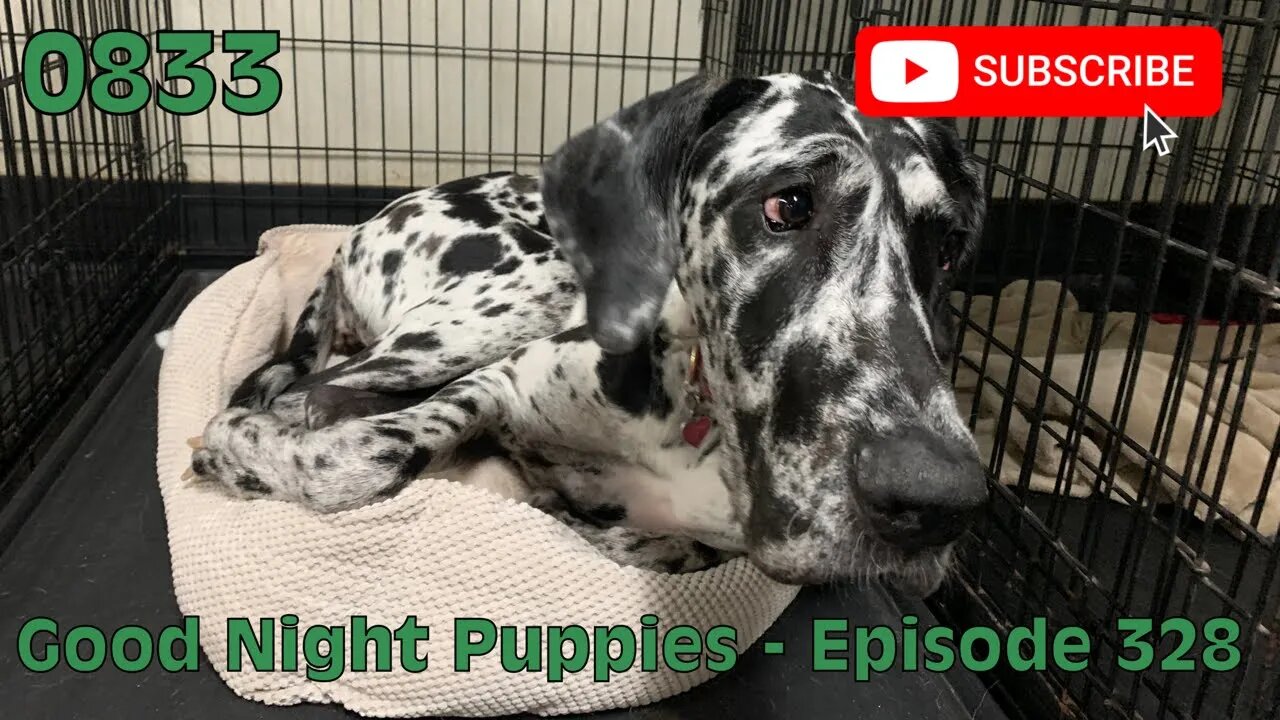 [0833] GOOD NIGHT PUPPIES - EPISODE 328 [#dogs #doggos #doggies #puppies #dogdaycare]