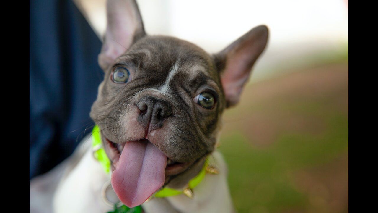 Basic Dog Training – TOP 10 Essential Commands Every Dog Should Know!