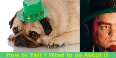 Your Dog Might be Leprechaun