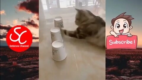 FUNNY CAT COLLECTIONS VIRAL FUN Adorable Meow Cute Cats - Funny Cats and Kittens Meowing