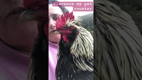 Clarence my pet rooster