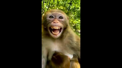 Funny monkey laughing | animal