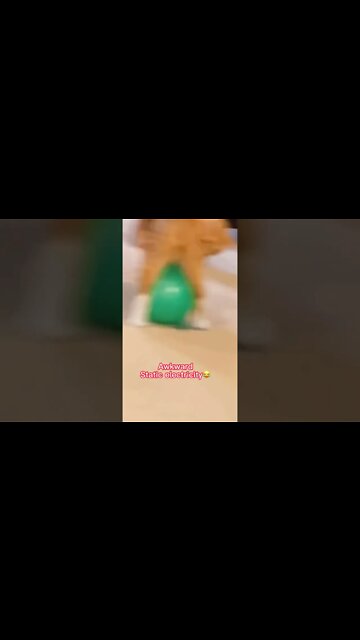 наши милые котики (4)