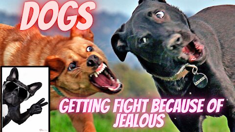 Dogs getting fight because of jealous1