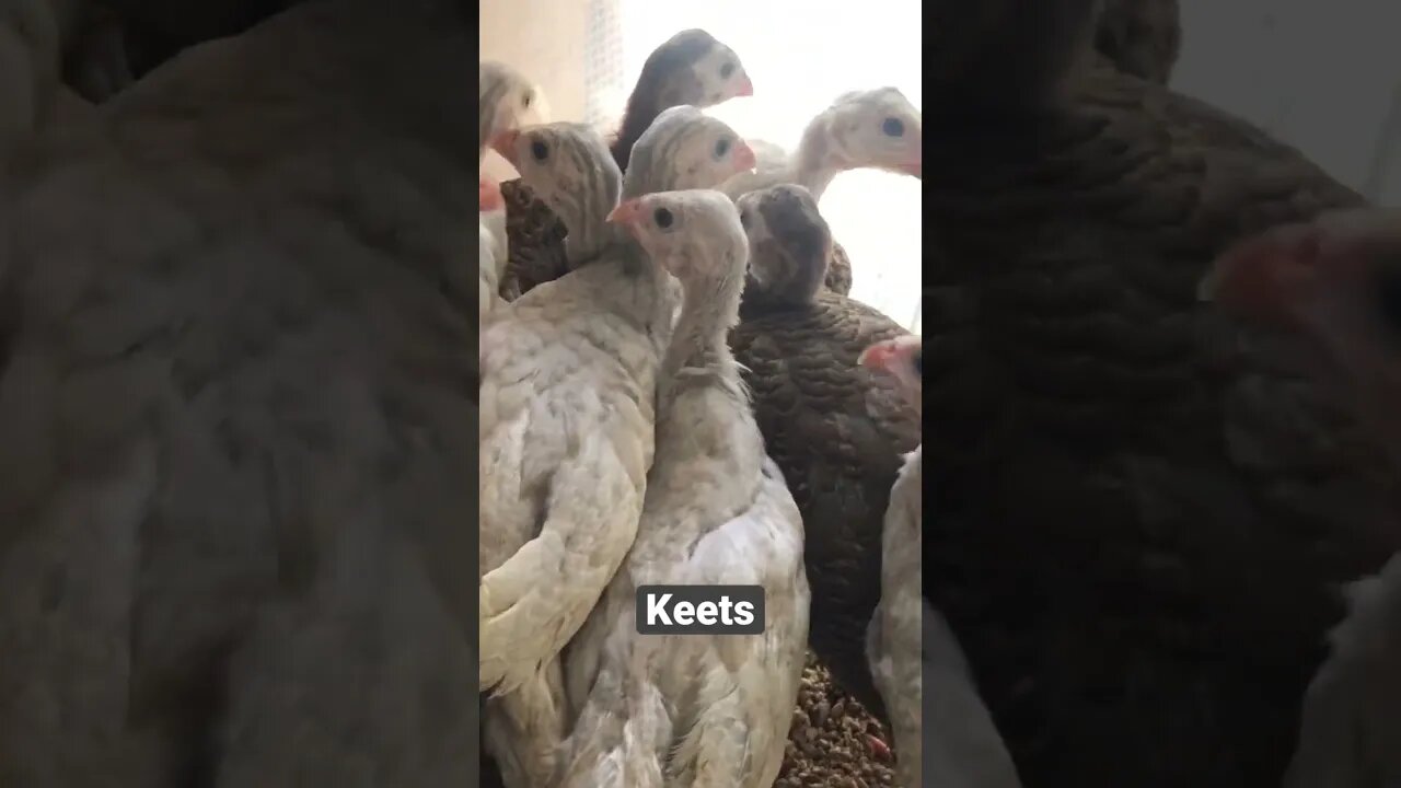 5 week old guinea fowl keets