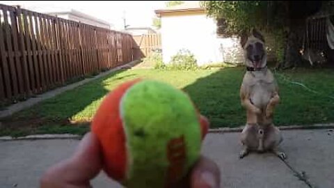 Cão faz qualquer coisa para poder brincar com bola