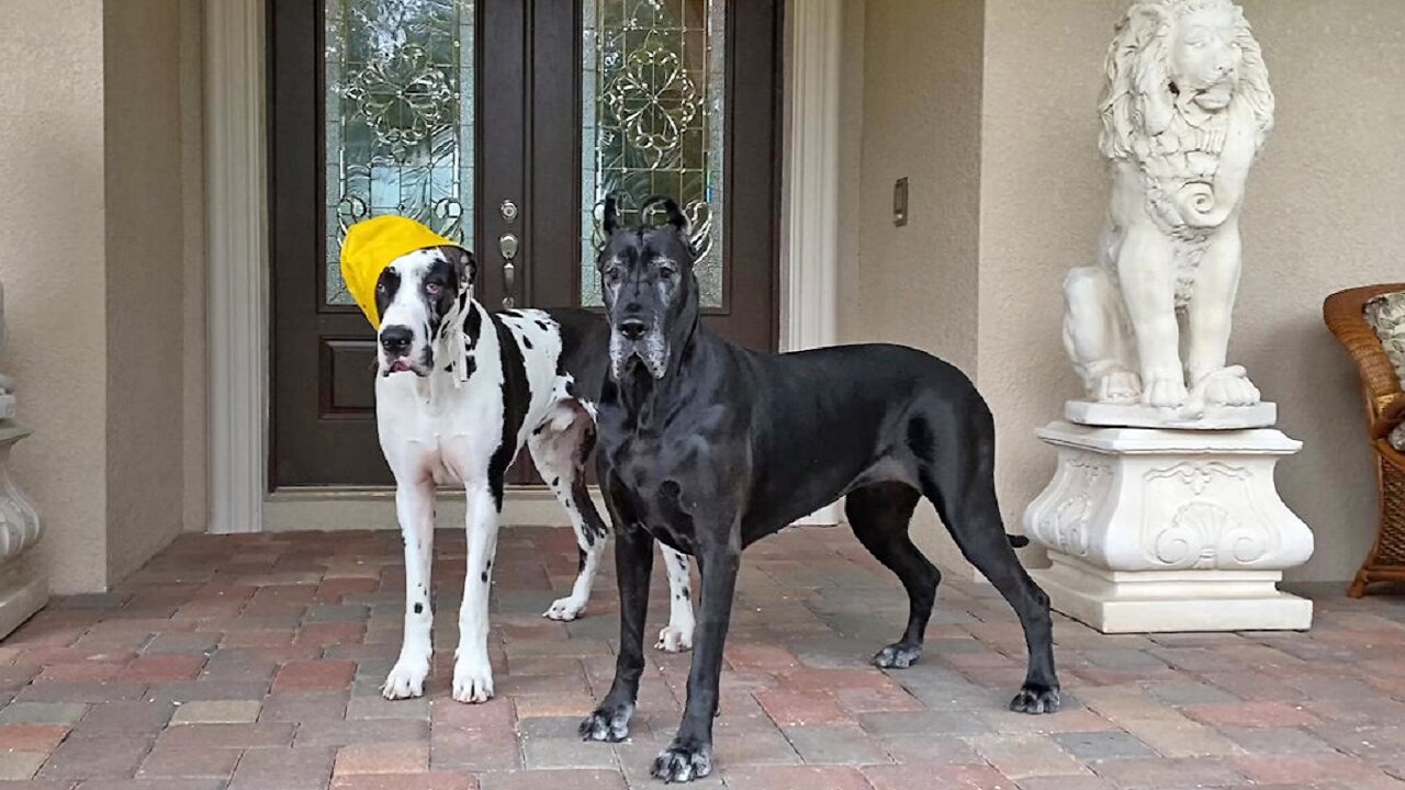 Great Dane watches thunderstorm with his very own rain hat