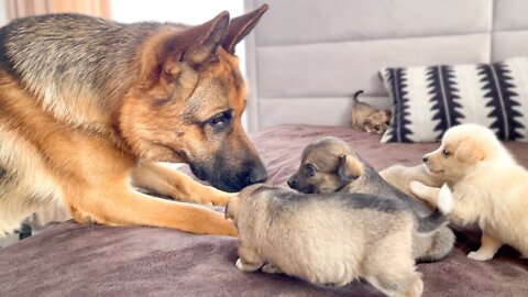 German Shepherd Meets Puppies for the First Time