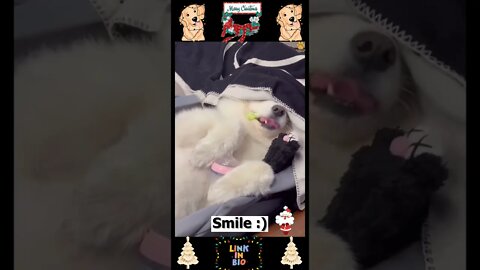 #06_😂🐶😂 #Baby #Dogs - #Cute and #Funny #Dog Video 😂🐶😂 (#2022)