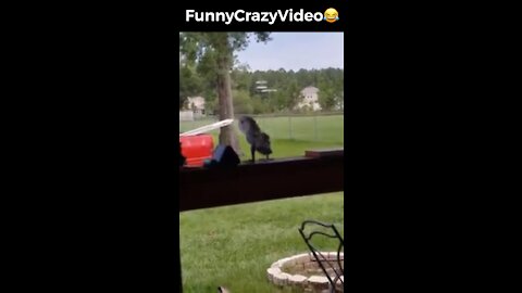 Mr FunnyCrazyVideo😂 Just Incredible Video Funny and Crazy #Like Follow for Follow 🥰