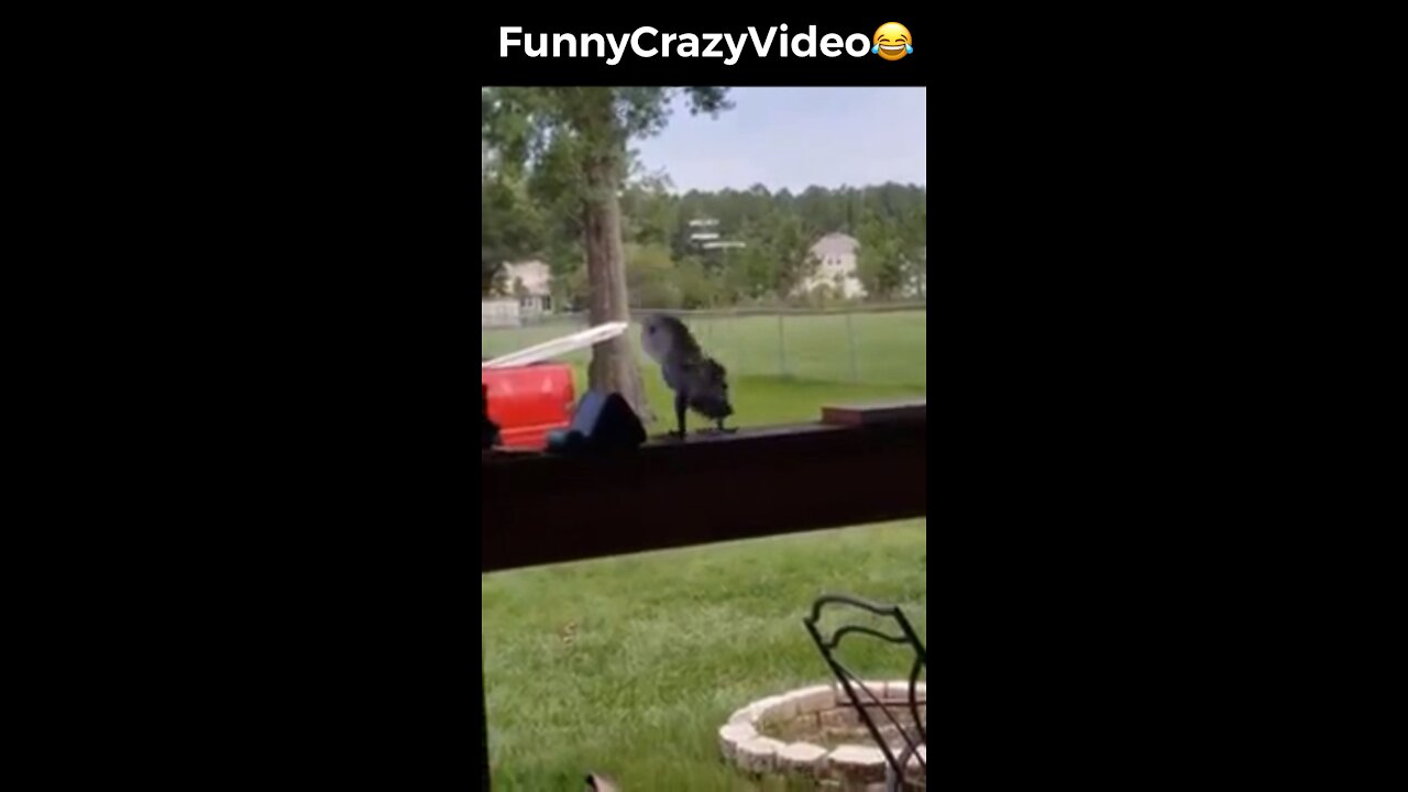 Mr FunnyCrazyVideo😂 Just Incredible Video Funny and Crazy #Like Follow for Follow 🥰