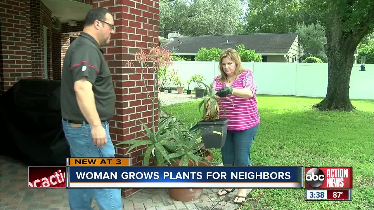 Plant Whisperer of South Tampa grows plants for her neighborhood