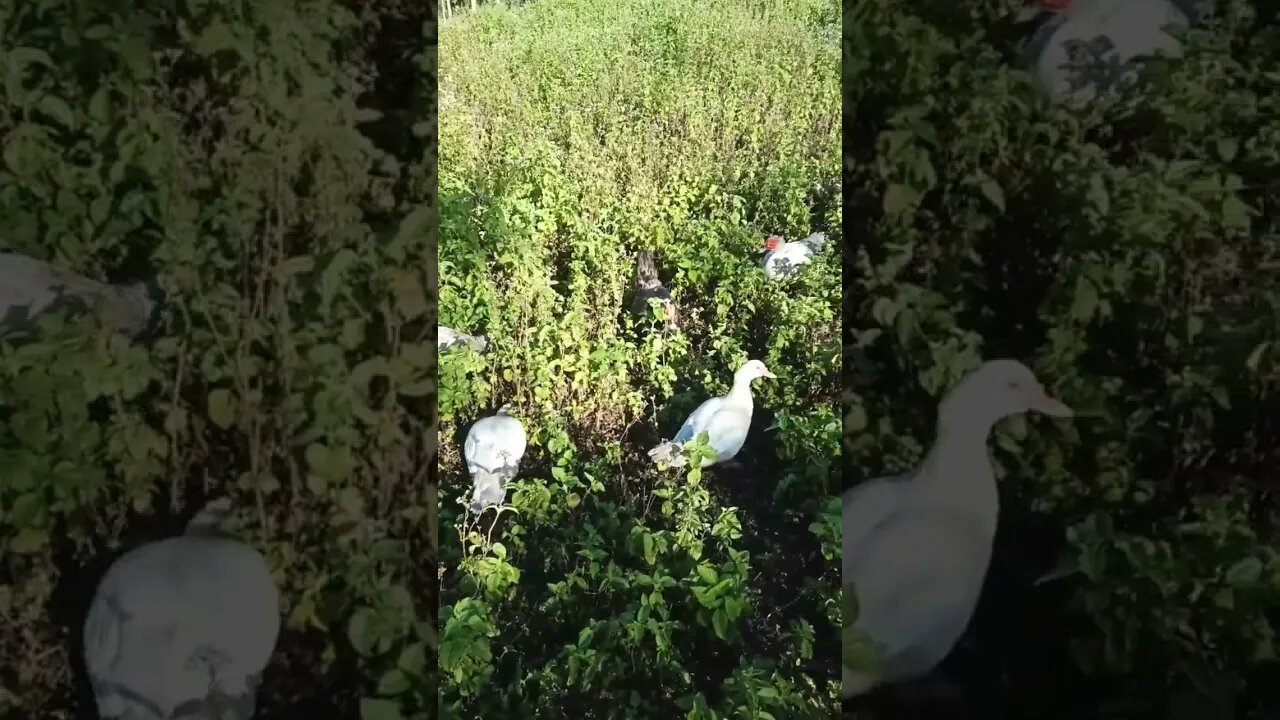 Some Muscovy Ducks