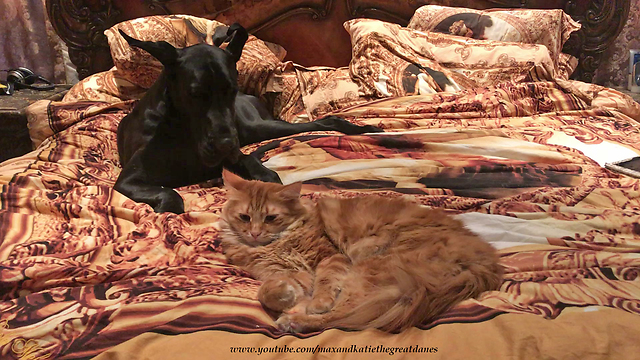 Cat naps with Great Dane after her surgery