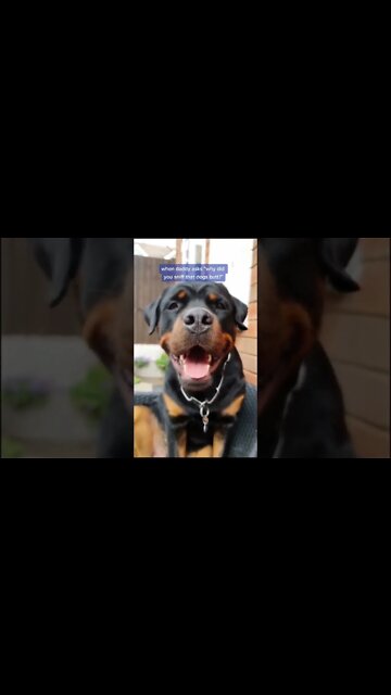 Look At This Badass Rottweiler Laughing #Shorts #rottweiler #dogs