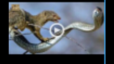 A Mongoose and Black Mamba Fight to the Death