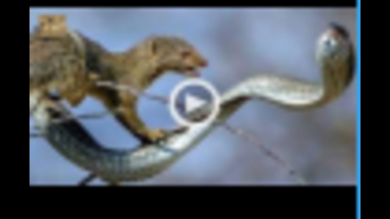 A Mongoose and Black Mamba Fight to the Death