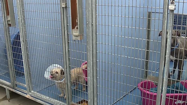 Animal Foundation expects hundreds of runaway pets spooked by fireworks