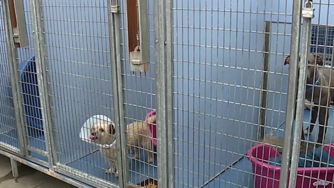 Animal Foundation expects hundreds of runaway pets spooked by fireworks