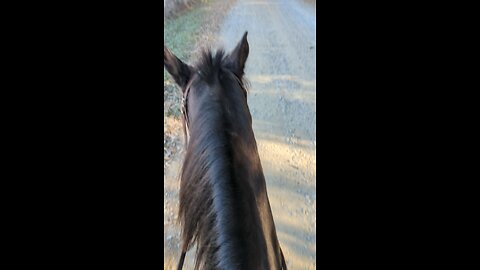 riding Arion