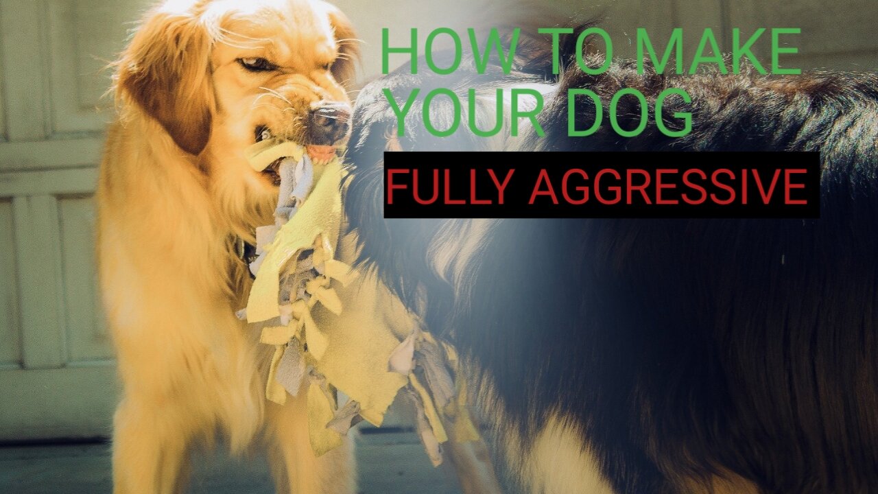 How to make your dog fully aggressive (Easy Tricks)