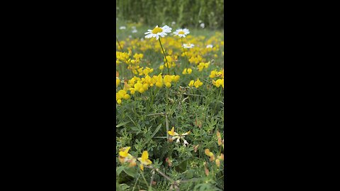 Natural beauty flower