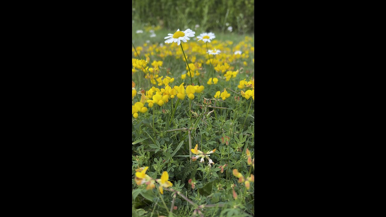 Natural beauty flower