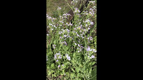 Daikon Radish Goes to Flower