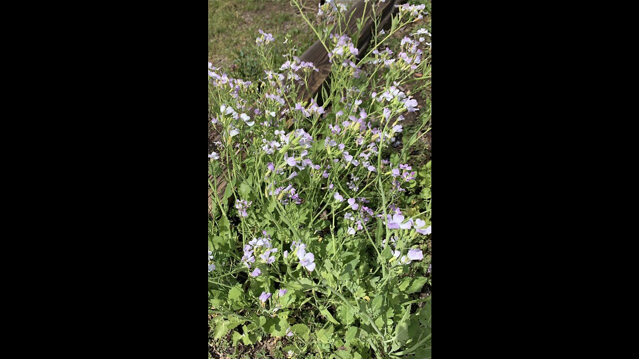 Daikon Radish Goes to Flower