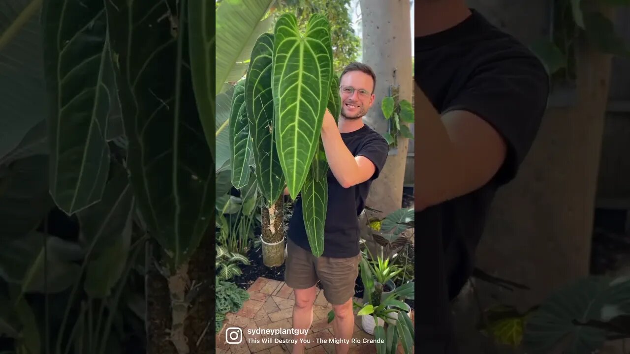 Queen anthurium fuelled by GT Foliage Focus on a Grow Vertical Support filled with moss :)