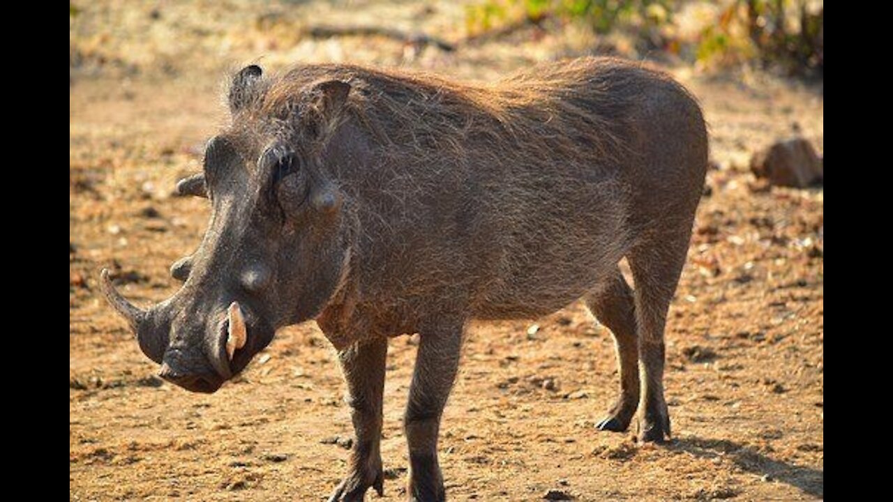 wild boar hunting, epic moment