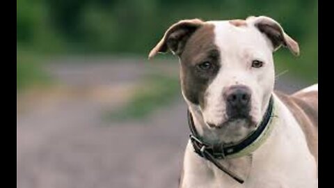 How to train dog to become aggressive
