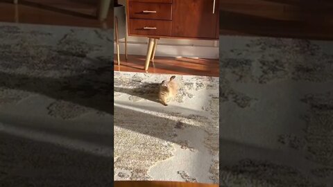 Prairie Dog attempts Downward Dog